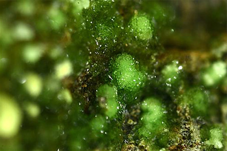 Johannite