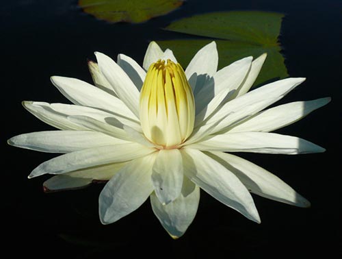 open lotus flower